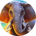 Kalahari Safari