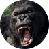 Kong - the 8th wonder of the world