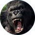 Kong - the 8th wonder of the world