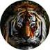 Untamed Bengal Tiger